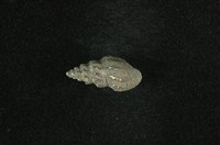 藏品(塔蜷)的圖片